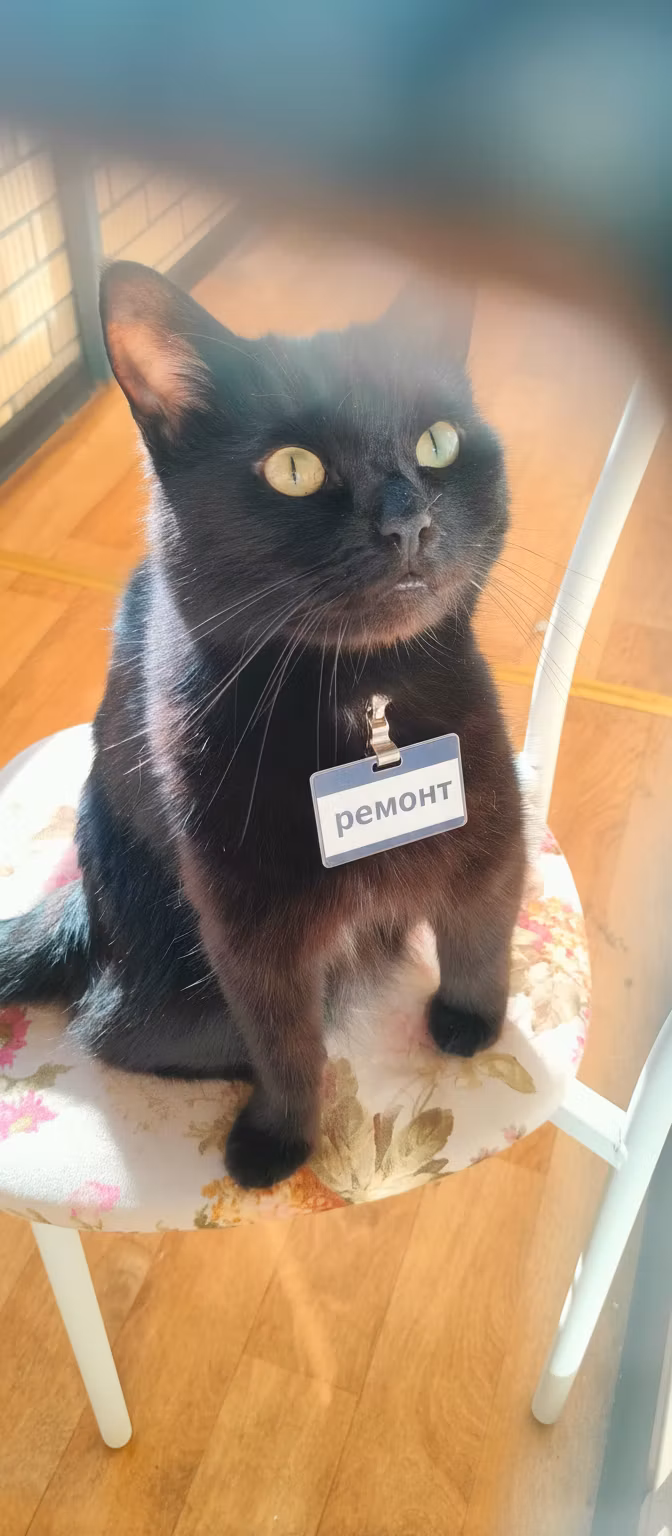 Никита Кефир – Add a professional service badge to the black cat's chest area. The badge should be a small, rectangular name tag wit…