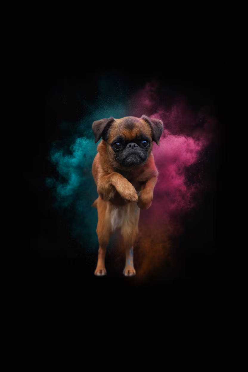Татьяна «Skif Kelevra» Кауфман – A stunning high-resolution photograph of a small Petit Brabançon dog with reddish-brown coat leaping dynamically thro…