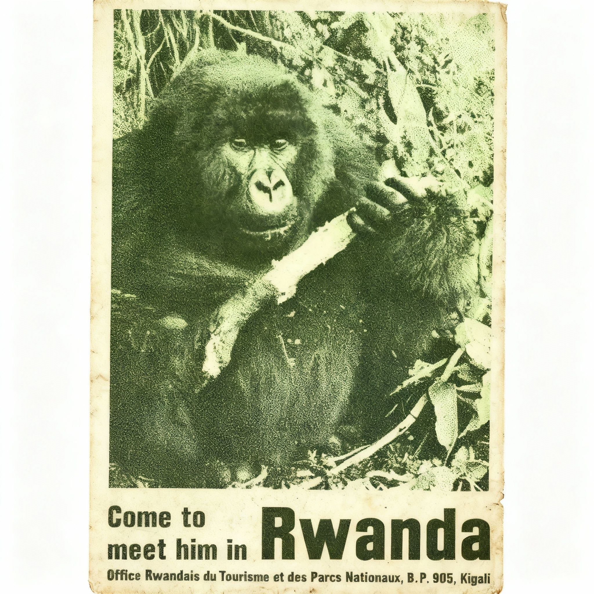 grizzly – Apply a subtle green tint to this black-and-white vintage travel poster of a gorilla in the jungle, evoking a 1970s n…