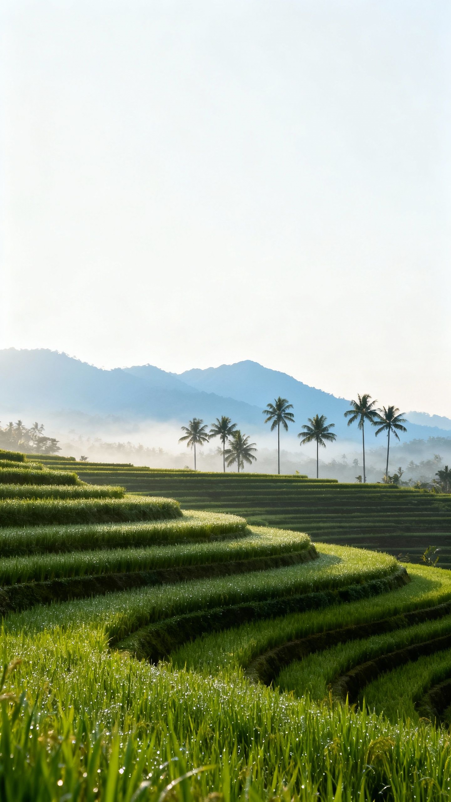 Ccddz – A serene tropical countryside at daybreak, designed as a vertical 9:16 wallpaper. The lower two-thirds are lush, laye…